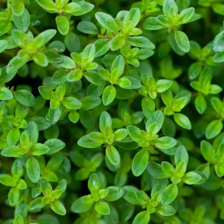 Iris Imported Thyme Seeds