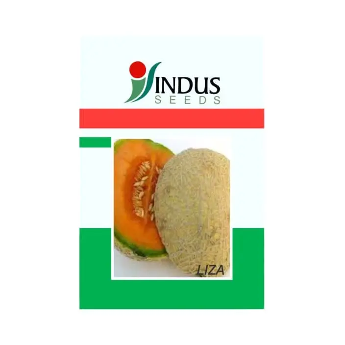 Indus Liza Muskmelon Seeds – main view