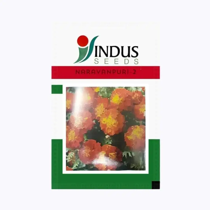 Indus Narayanpuri-2 French Marigold Flower Seeds – main view