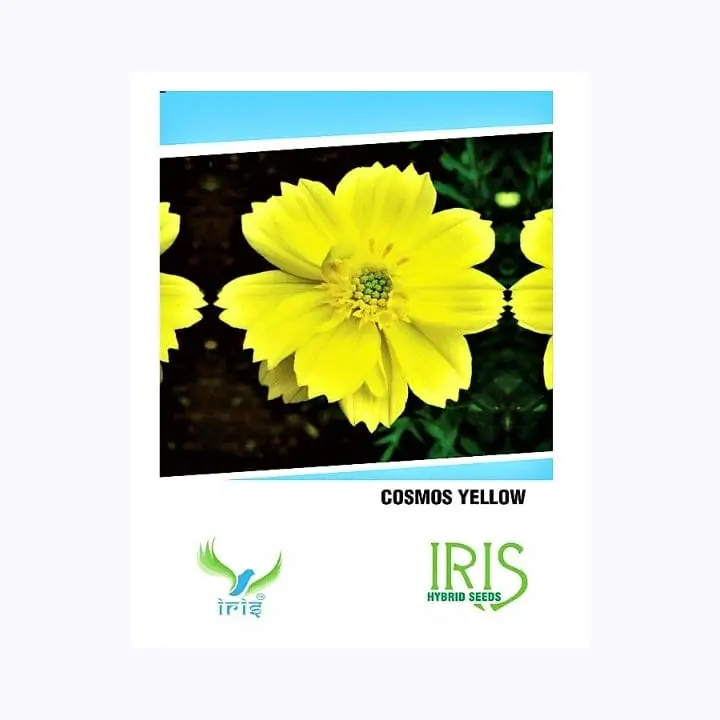Iris Cosmo Yellow Flower Seeds – main view