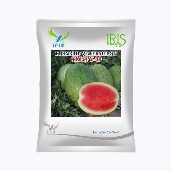 Iris Crispy-09 F1 Hybrid Watermelon Seeds – main view