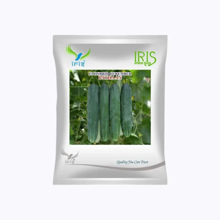 Iris Hybrid F1 Cucumber Pathaan Seeds