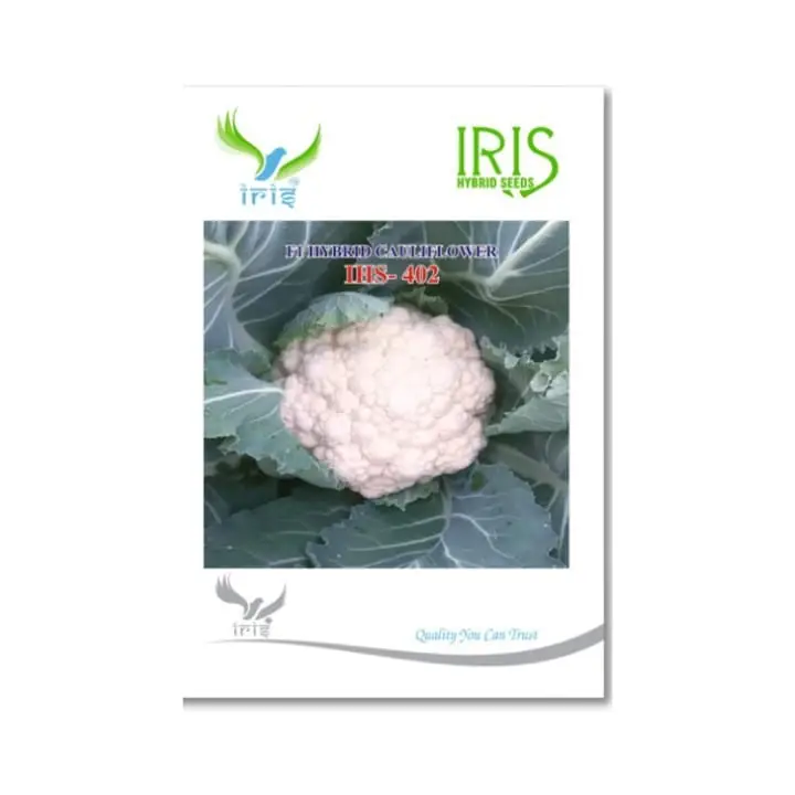 Iris IHS 402 F1 Hybrid Cauliflower Seeds – main view