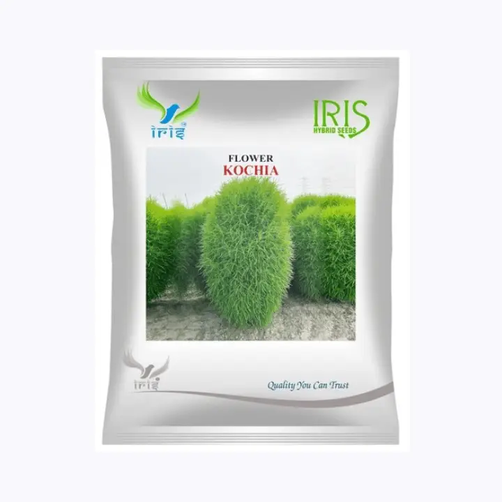 Iris Imported OP Kochia Seeds