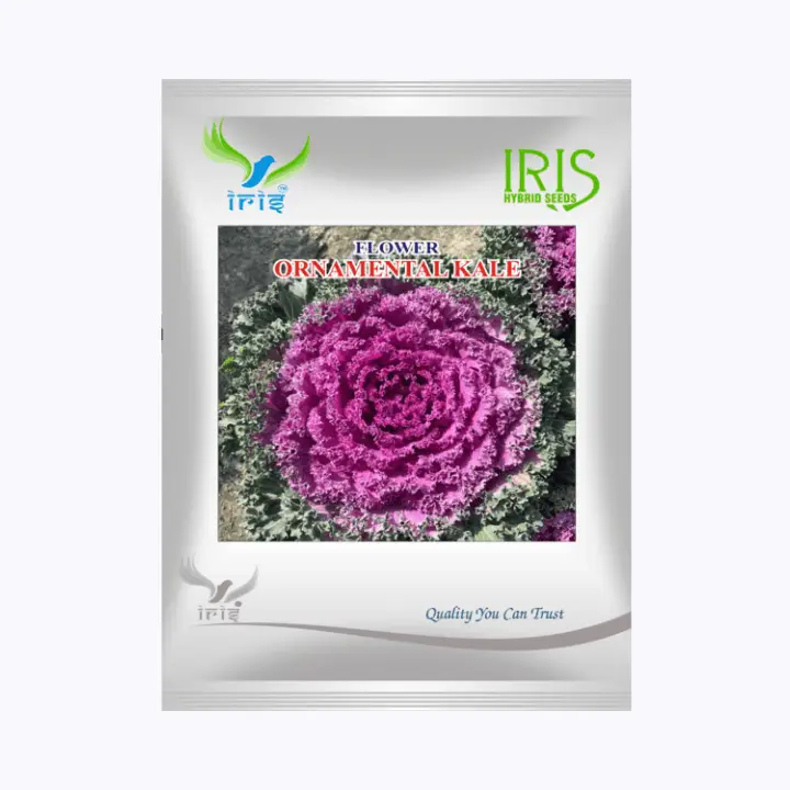 Iris Imported OP Ornamental Kale Seeds