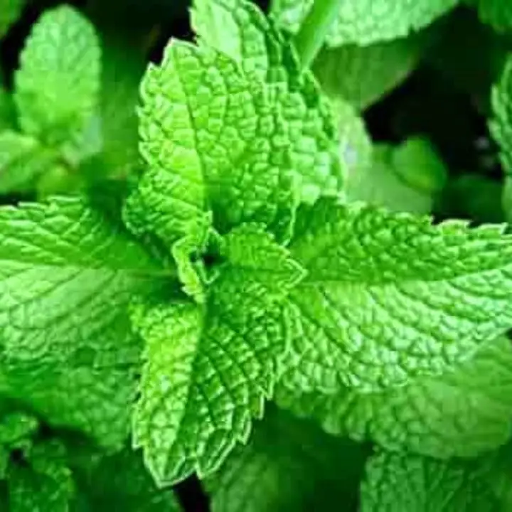 Iris Imported Peppermint Seeds – main view