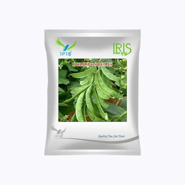 Iris OP Dolichos Beans (Sem Phalli) Seeds