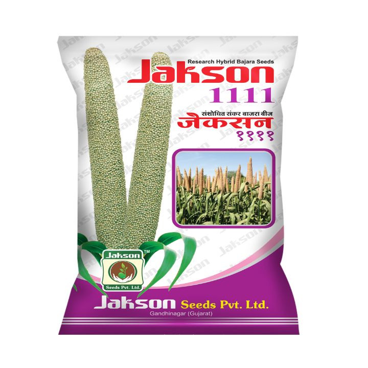 Jakson 1111 Research Hybrid Bajra Seeds – High Yield Pearl Millet Seeds