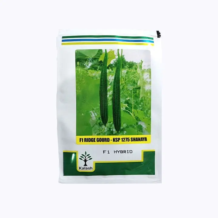 Kalash KSP-1275 Shanaya Ridge Gourd Seeds – main view