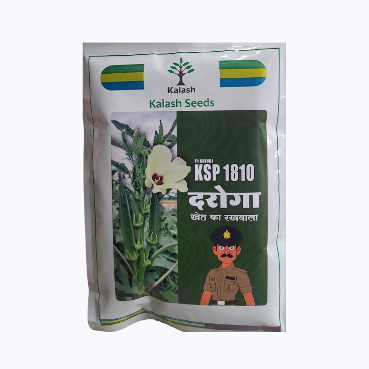 Kalash Seeds F1 Bhindi KSP 1810 Daroga – Hybrid Okra Seeds