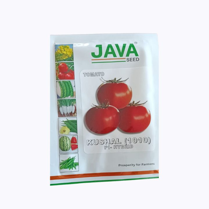 Java Kushal (1010) F1 Hybrid Tomato Seeds – main view