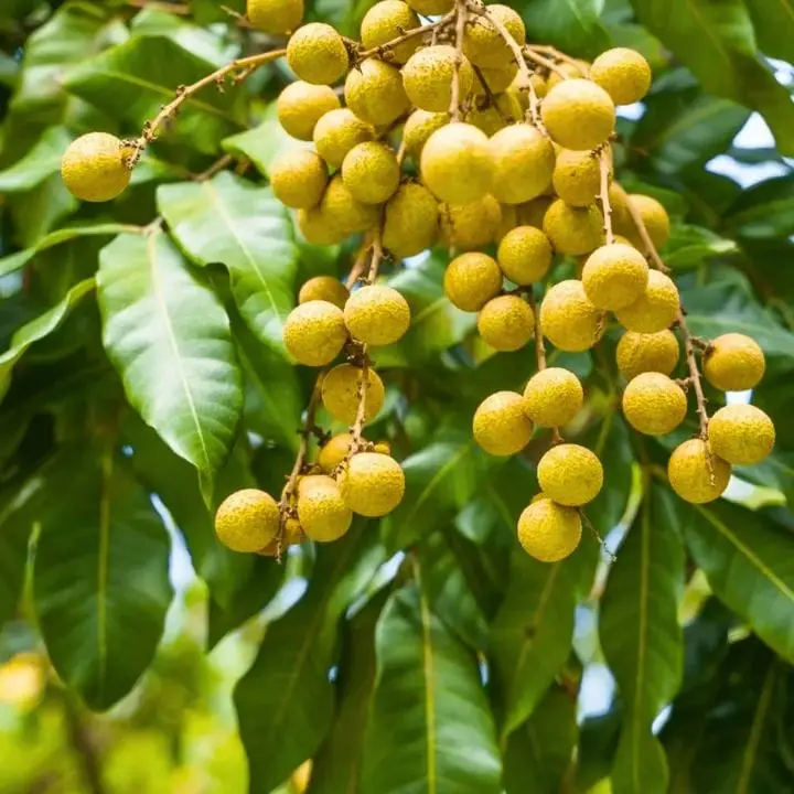 Longon 4 Season Fruit Plant