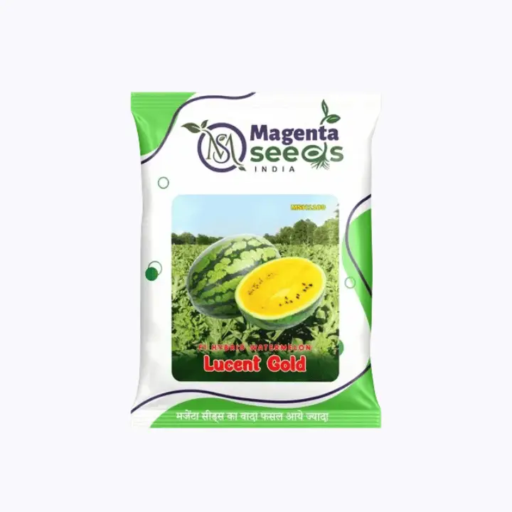Magenta Lucent Gold Hybrid Watermelon Seeds