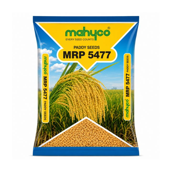 Mahyco MRP 5477 Paddy Seeds Research