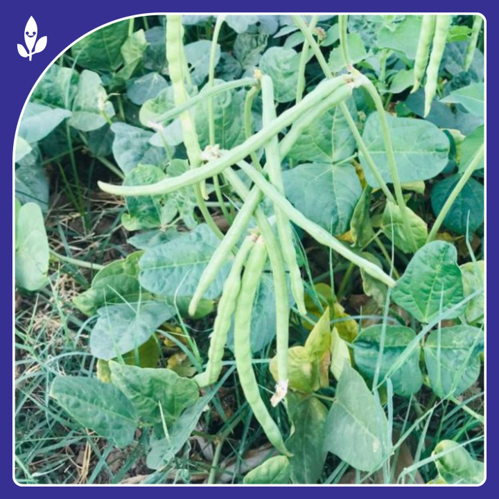 Sagar Malti F1 Hybrid Cowpea Seeds – thumb