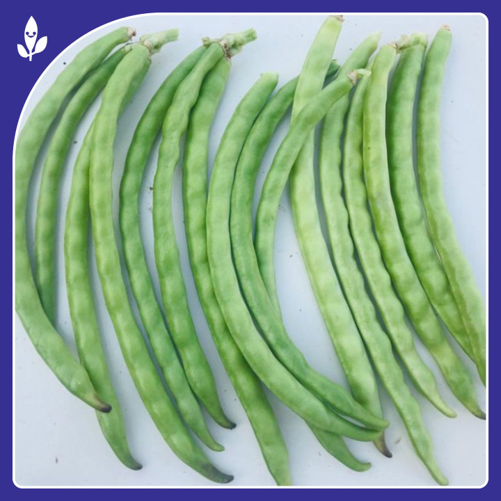 Sagar Malti F1 Hybrid Cowpea Seeds – thumb