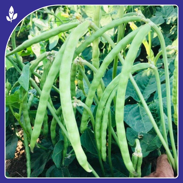 Sagar Malti F1 Hybrid Cowpea Seeds – thumb