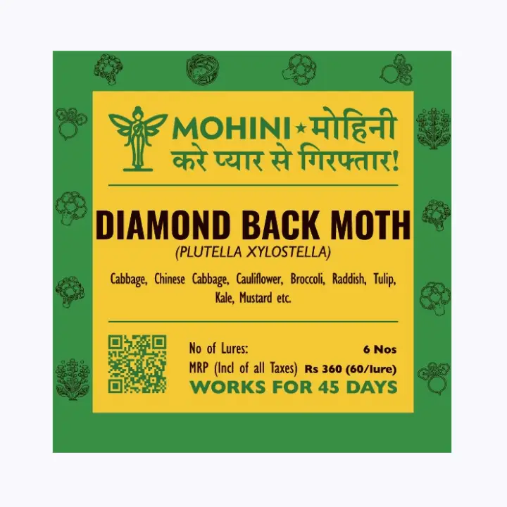 Mohini – Diamondback Moth Lure (Plutella xylostella)