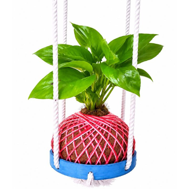Money Plant Kokedama – Japanese Moss Ball Indoor Plant