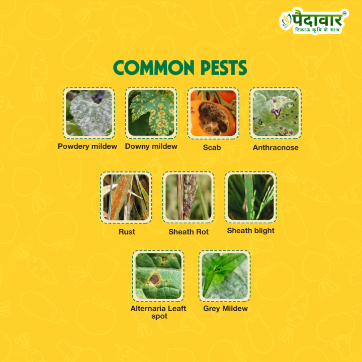 Paidavaar ThioGuard Thiophanate Methyl 70% WP Fungicide – thumb