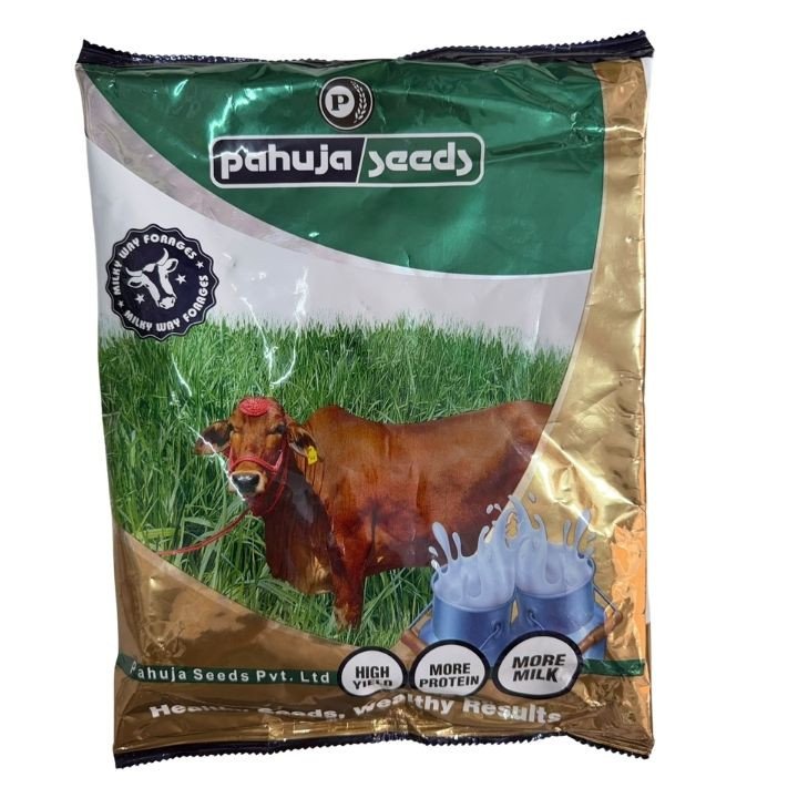 Pahuja Green Star-3636 Perennial Ryegrass Seeds