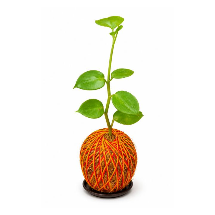 Peperomia Dropping Kokedama – Japanese Moss Ball Indoor Plant