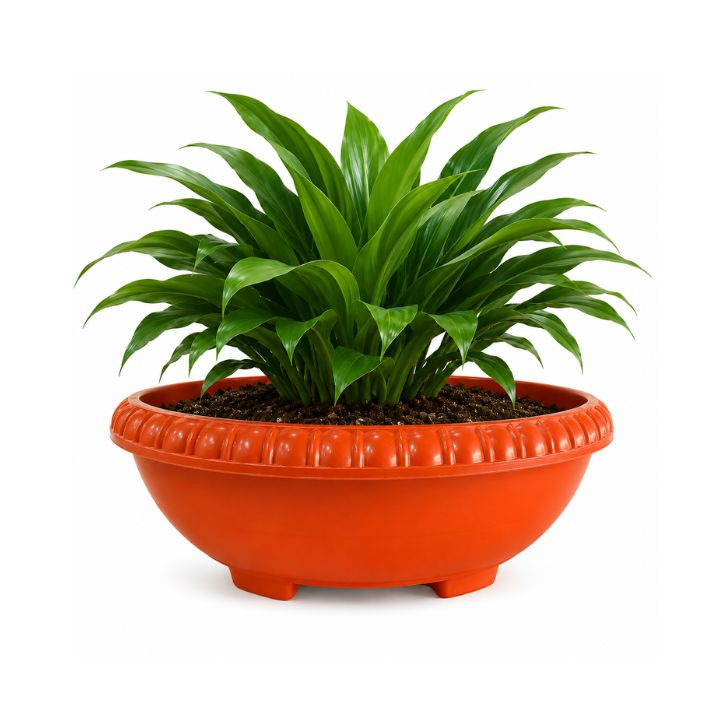 Plastic Bonsai Pot 12 Inch – Combo Pack of 3