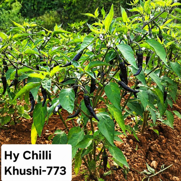 Prajwal Seeds Chilli Khushi-773 – thumb