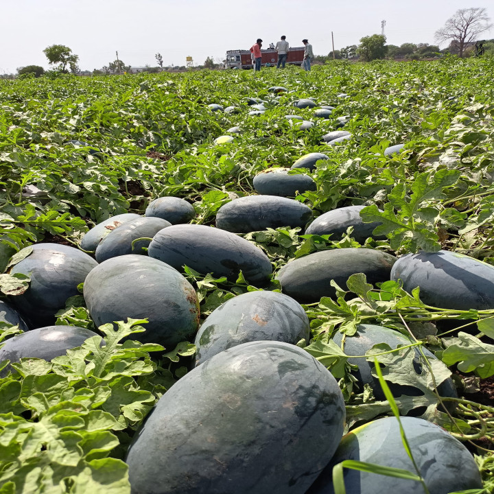 Sagar Rocky F1 Watermelon(50g) – thumb