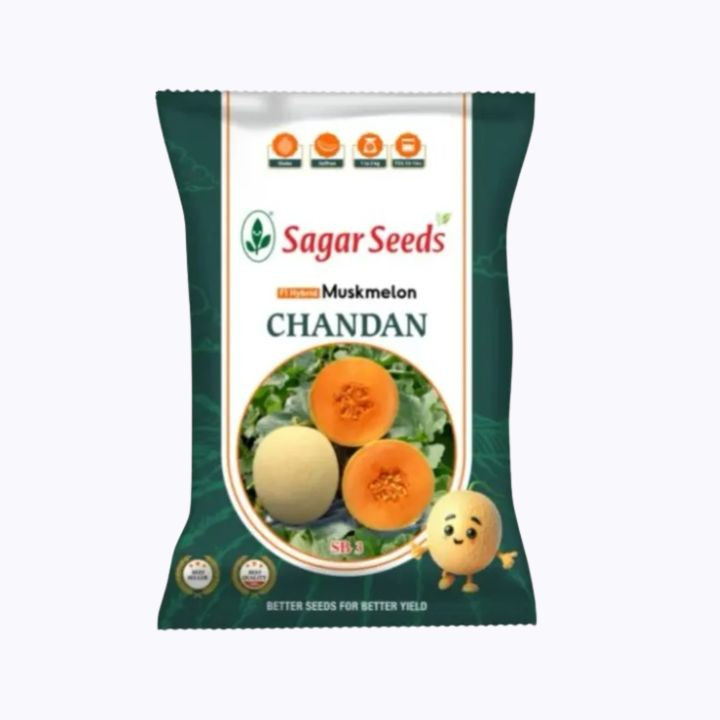 Sagar Chandan F1 Muskmelon Seeds