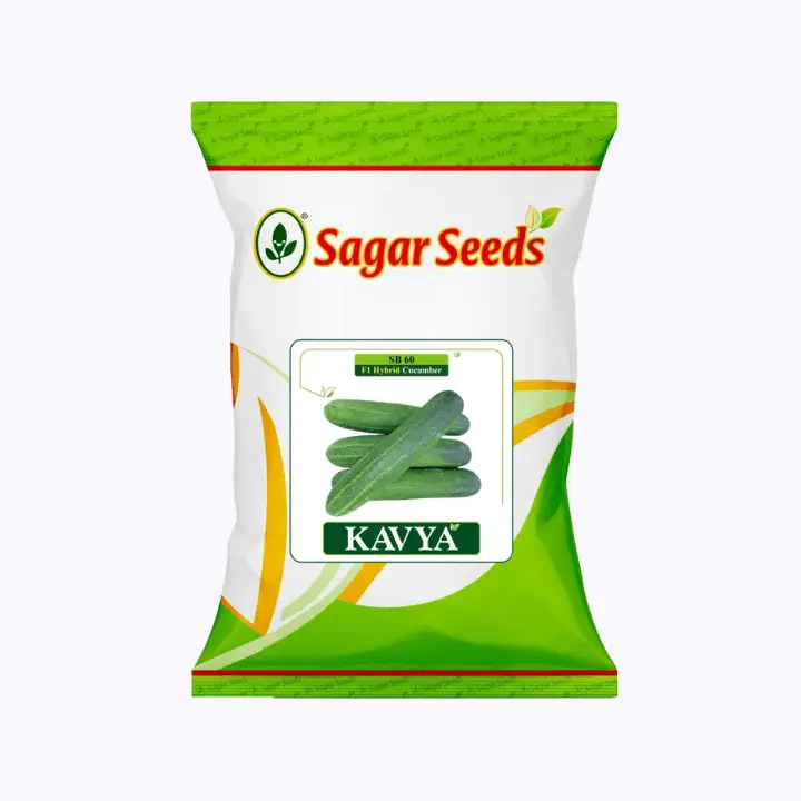 Sagar Kavya F1 Cucumber – main view