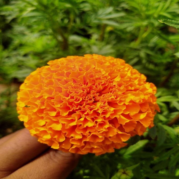 Sagar Satvam Marigold Flower Seeds – thumb