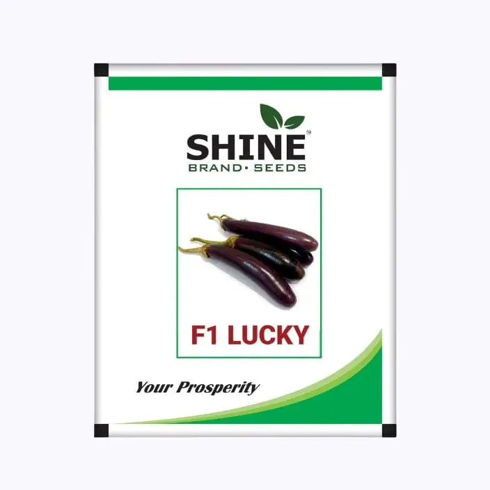 Shine Lucky Brinjal Seeds – main view