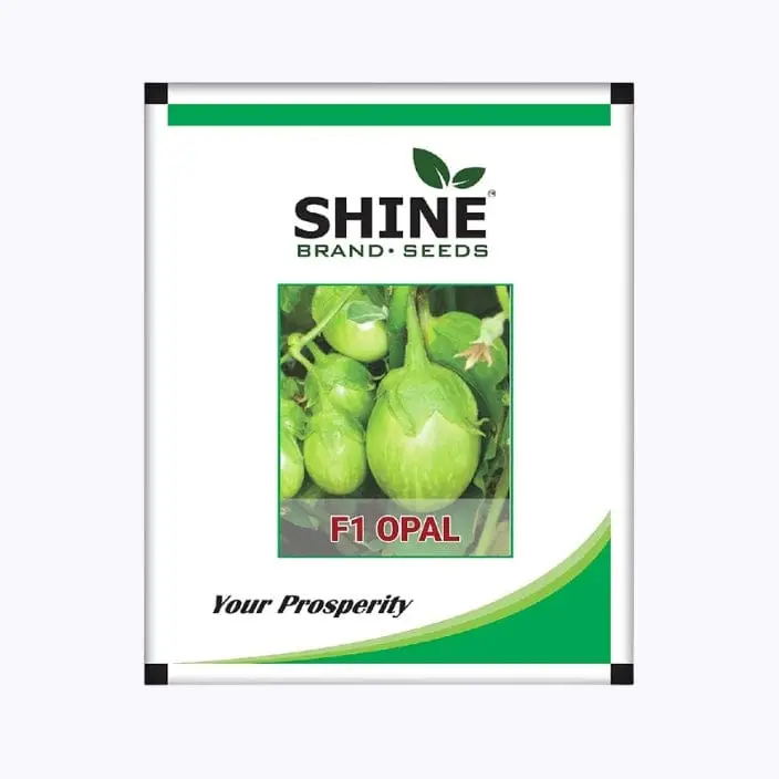 Shine Opal Brinjal Seeds – main view