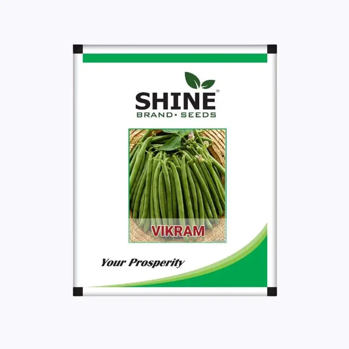 Shine Vikram Beans Seeds – main view