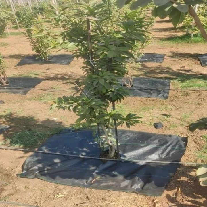 Radhe Agri 110 GSM Weed Mat – 10 Pieces, 1 x 1 Meter – thumb