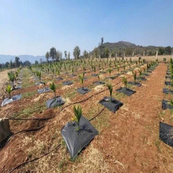 Radhe Agri 110 GSM Weed Mat – 10 Pieces, 1 x 1 Meter – thumb