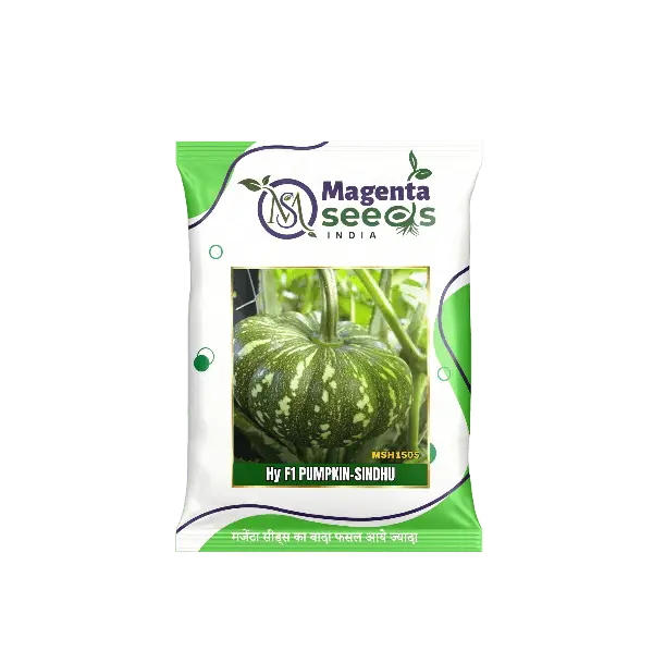 Sindhu Hybrid Pumpkin Gourd Seeds