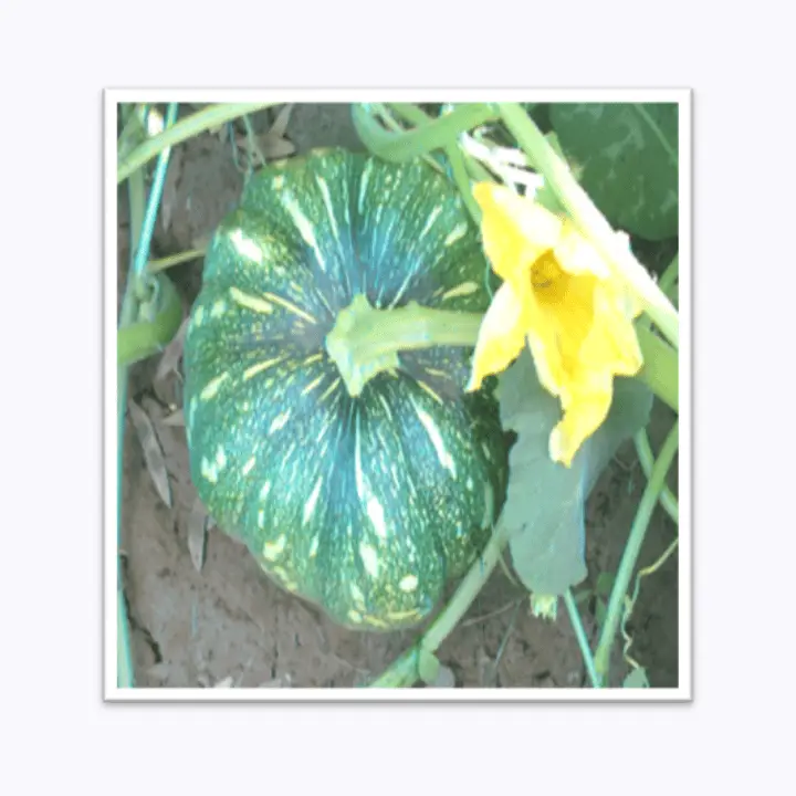 Somani Mahima F1 Pumpkin Seeds – main view