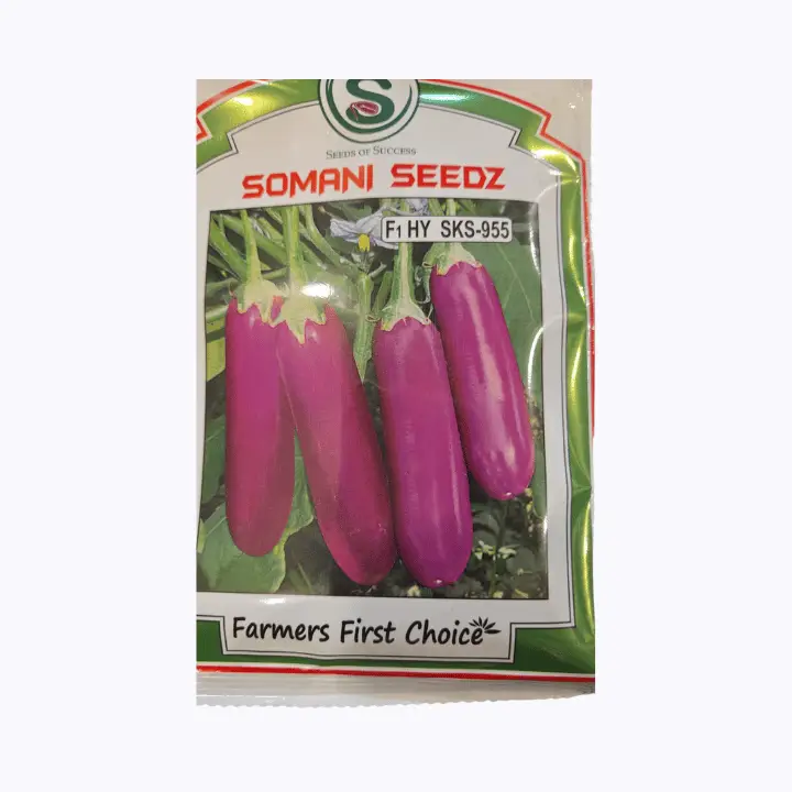 Somani SKS 955 F1 Hybrid Brinjal Seed