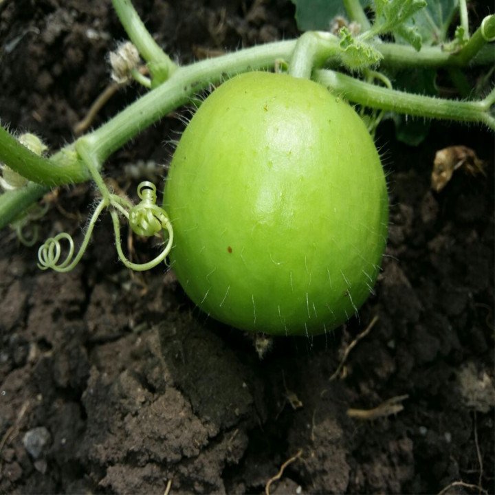 Sagar Rambo/Romeo F1 Watermelon Seeds – thumb