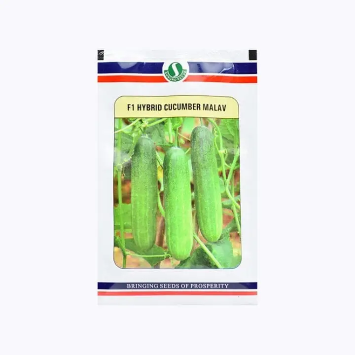 Sungro Malav Cucumber Seeds – main view