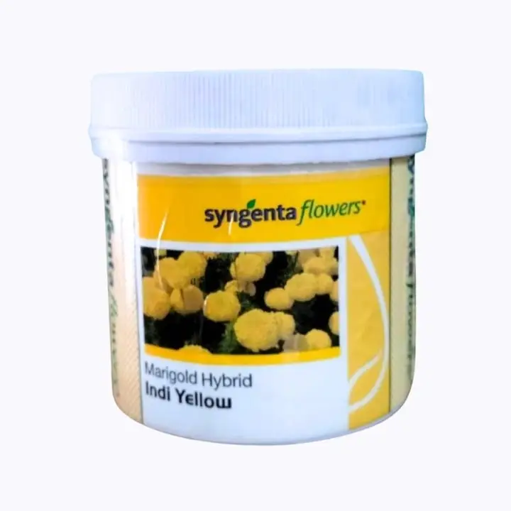 Syngenta Indi Yellow Flower Seeds – main view