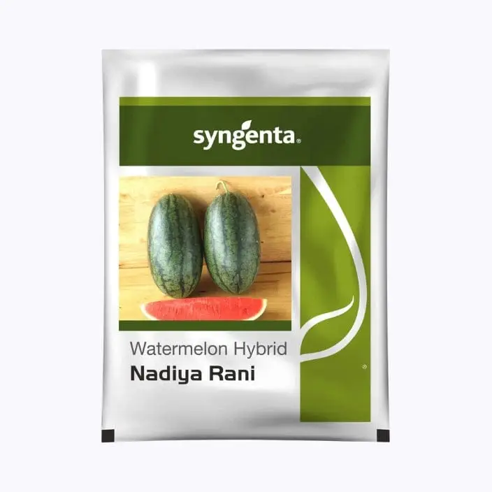 Syngenta Nadiya Rani Watermelon Seeds – main view