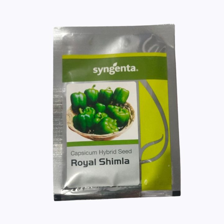 Syngenta Royal Shimla Capsicum Hybrid Seed