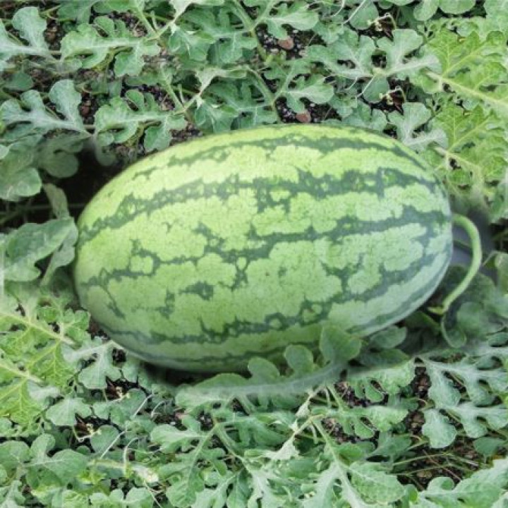 Sagar Turbo Watermelon Seeds – thumb