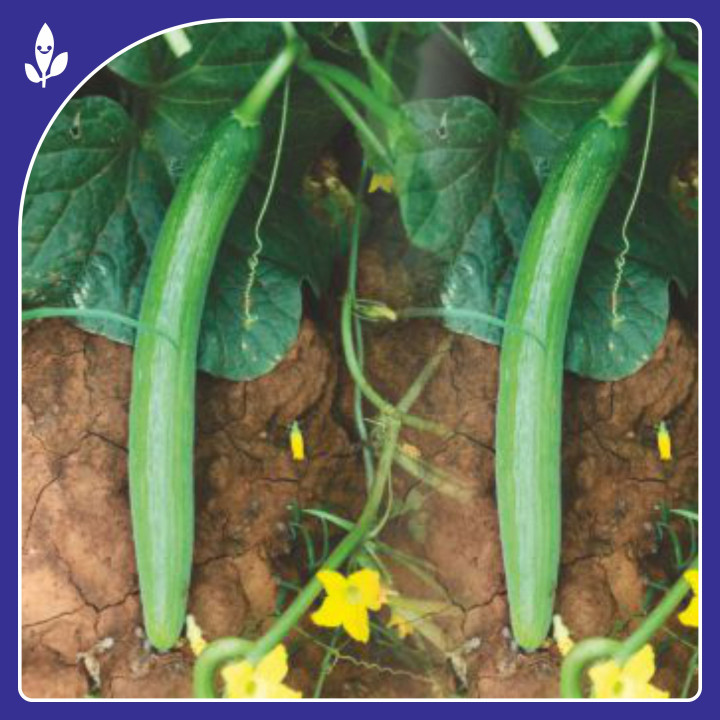 Sagar Tanvi 111 Cucumber Seeds – thumb