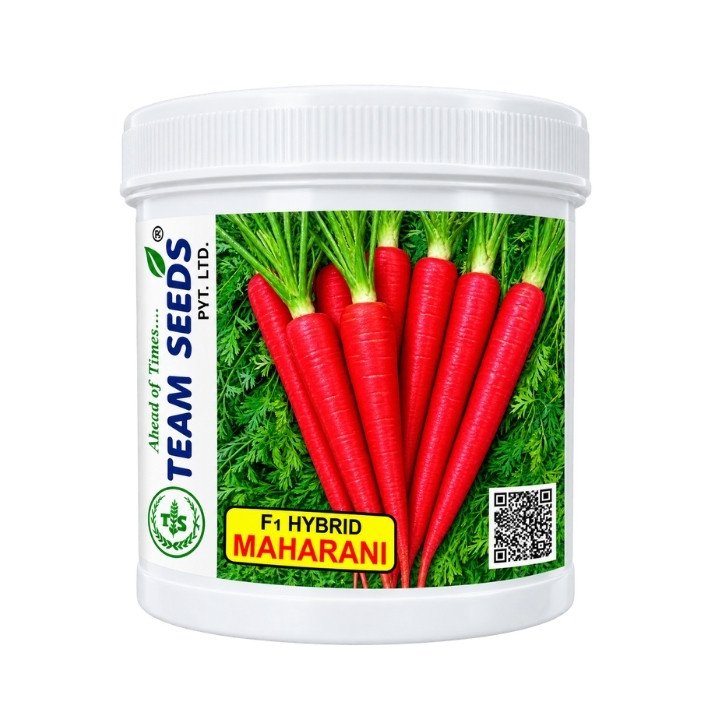 Team Seeds Maharani F1 Hybrid Carrot Seeds
