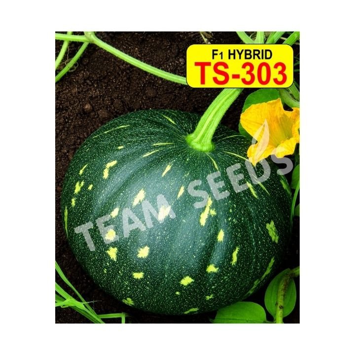 Team Seeds F1 Hybrid TS-303 Petha Seeds – thumb