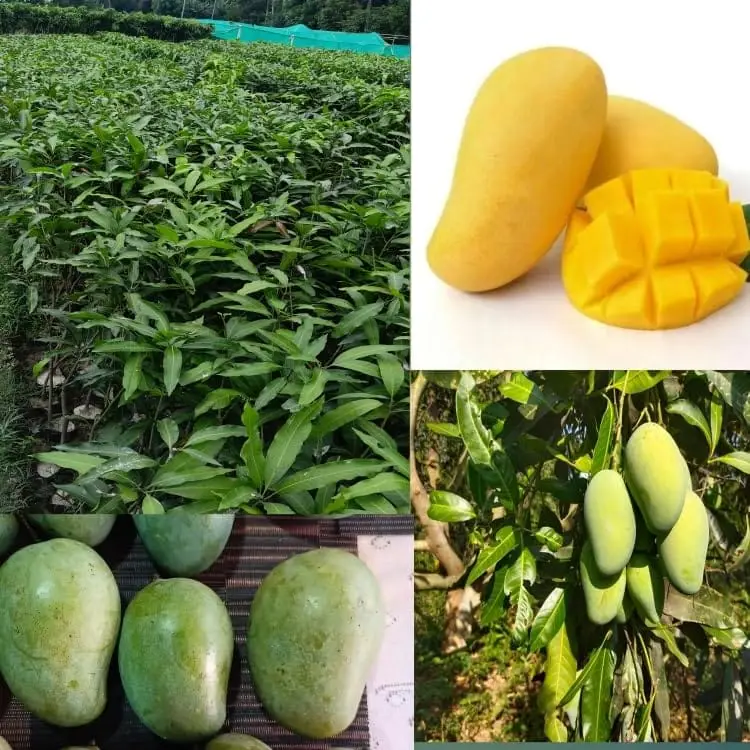 Thai Amrupali Mango Grafted Live Plant